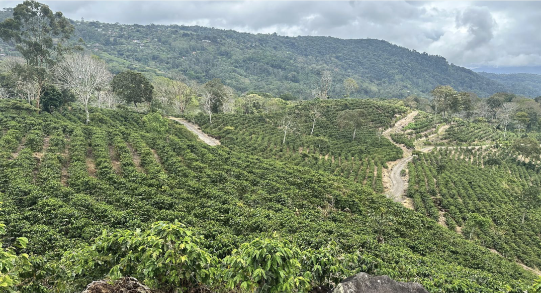 Coffee plantation across rolling hills with mountain backdrop